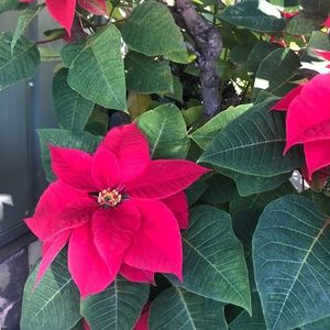 Meet your Posher, Meg